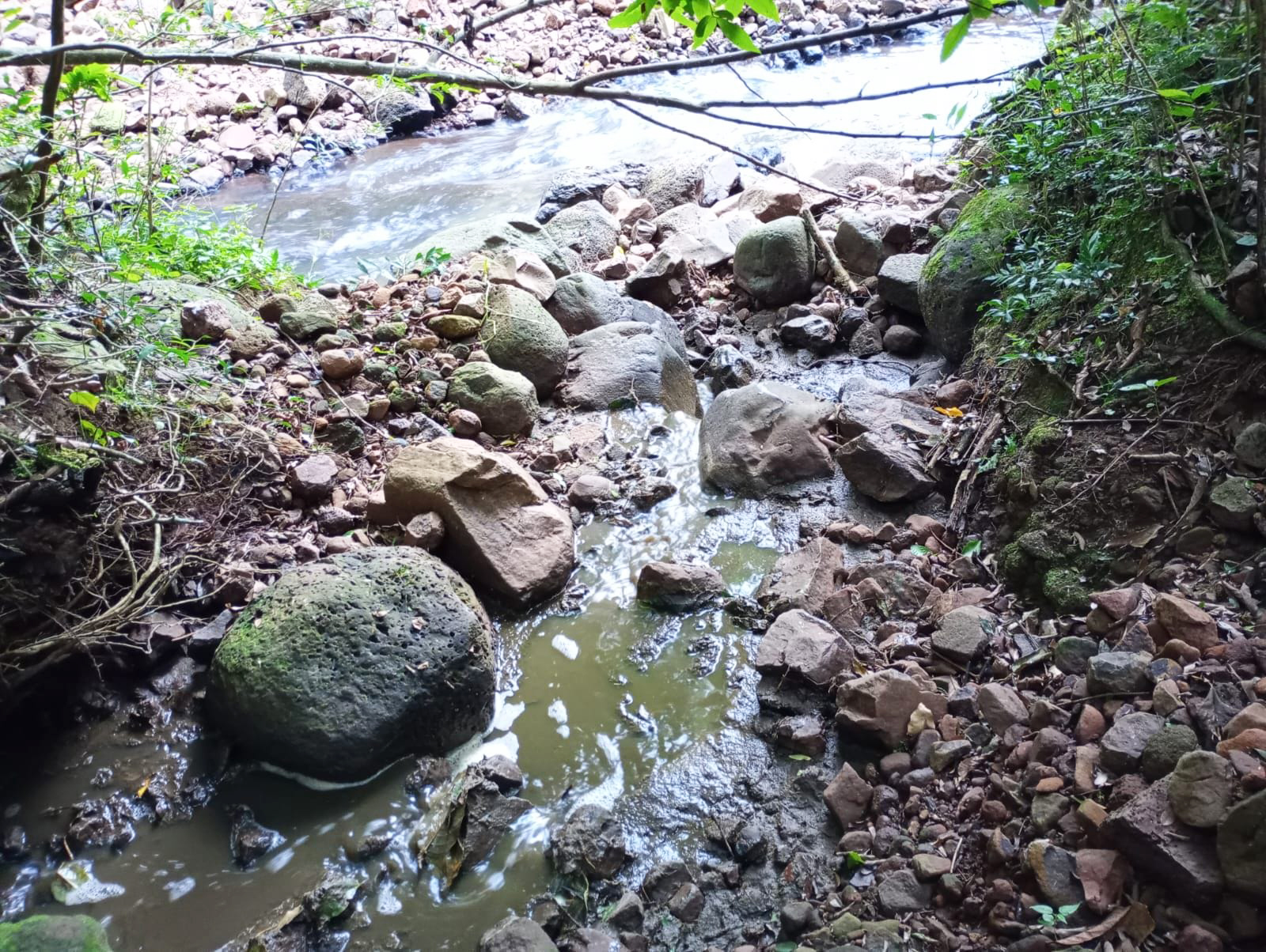 Capa Dejetos de gado contaminam solo e córrego em Taquaruçu do Sul