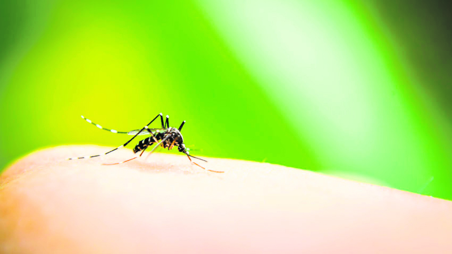 Capa Com mais um óbito confirmado, RS registra cinquenta e quatro mortes por dengue em 2023