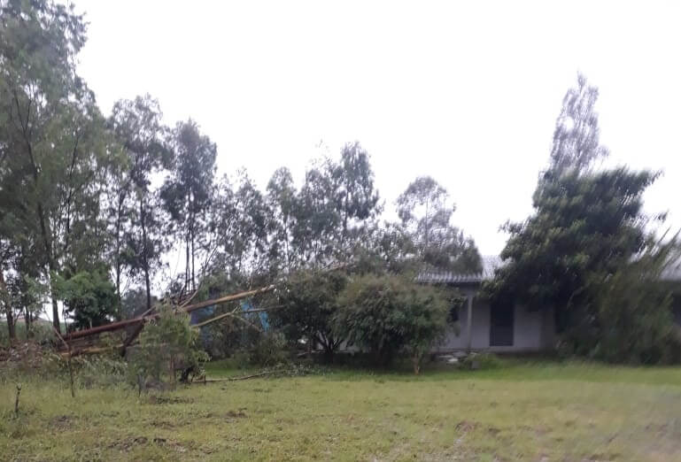 Capa Casa é atingida por árvore na linha 21 de Abril, em Frederico Westphalen