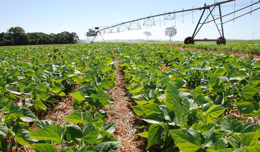 Capa Mudanças climáticas comprometem futuro da produção de feijão no Brasil