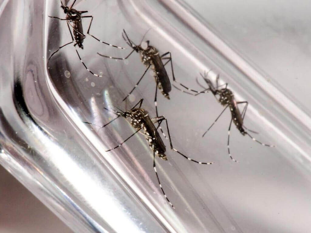 Capa Aumento dos casos de Dengue em Erval Seco: 21 confirmados, 14 ativos