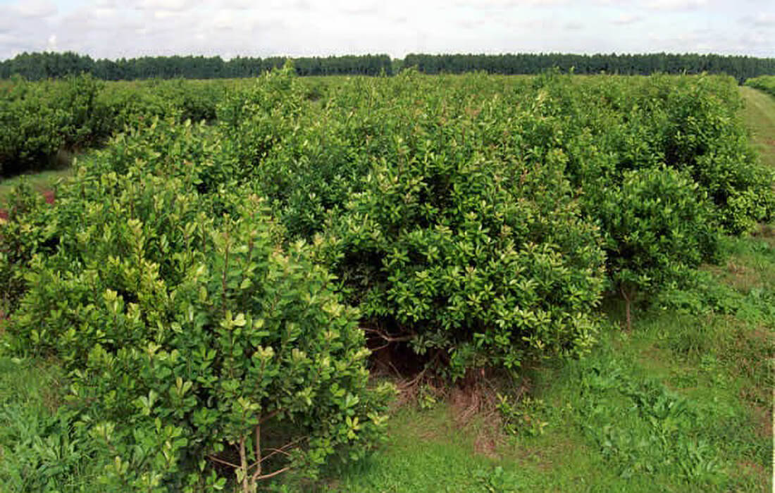 Capa Concurso vai identificar árvores gigantes de erva-mate no Rio Grande do Sul