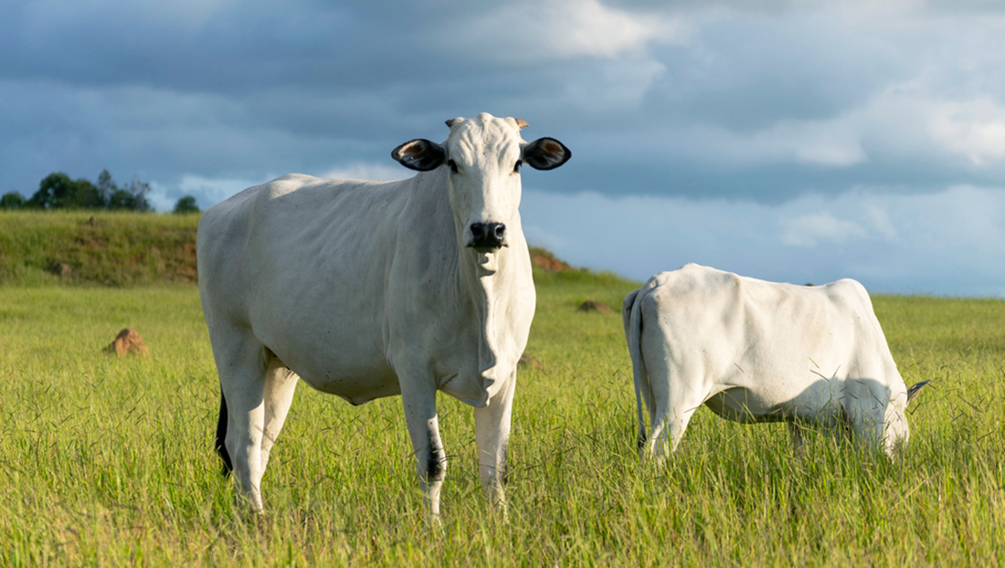 Capa Quatro países retiram embargo à carne brasileira