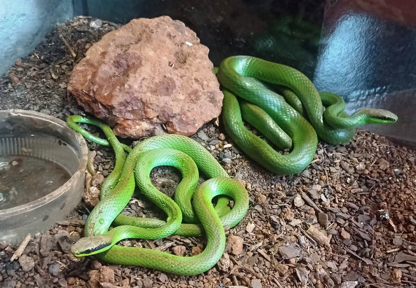 Capa Projeto científico em Três Passos avança com coletas de serpentes