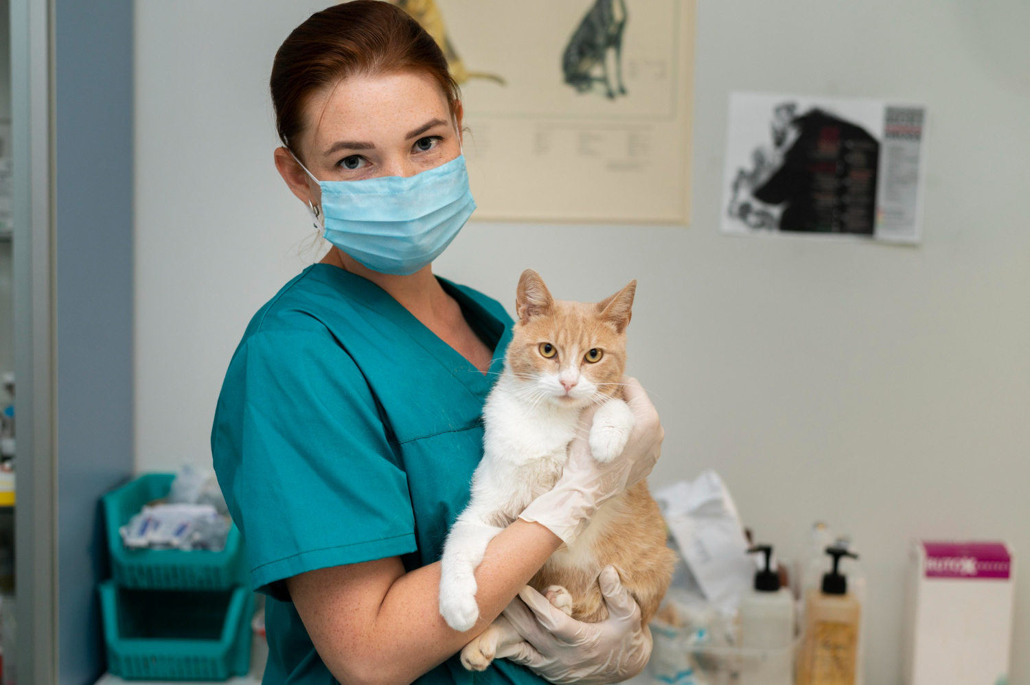 Capa Taquaruçu do Sul está com processo seletivo aberto para contratação de médico veterinário
