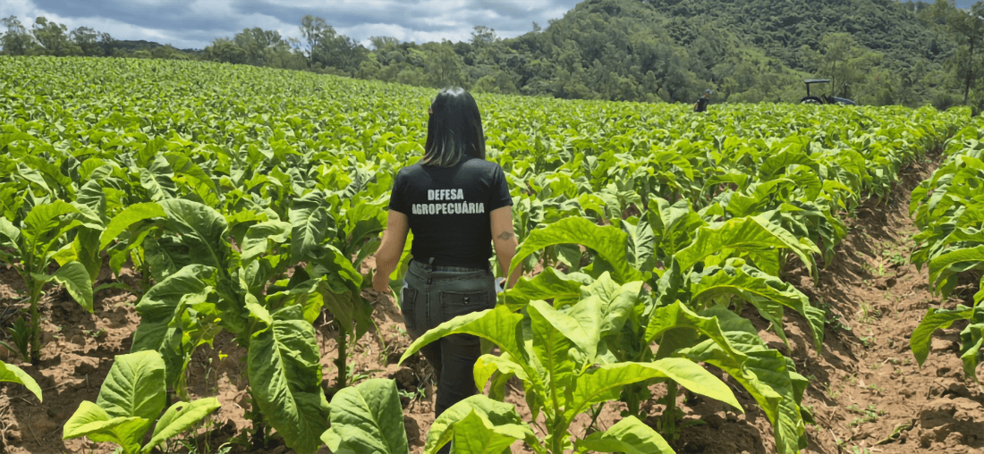 Capa Secretaria da Agricultura realiza inspeção fitossanitária em lavouras de tabaco
