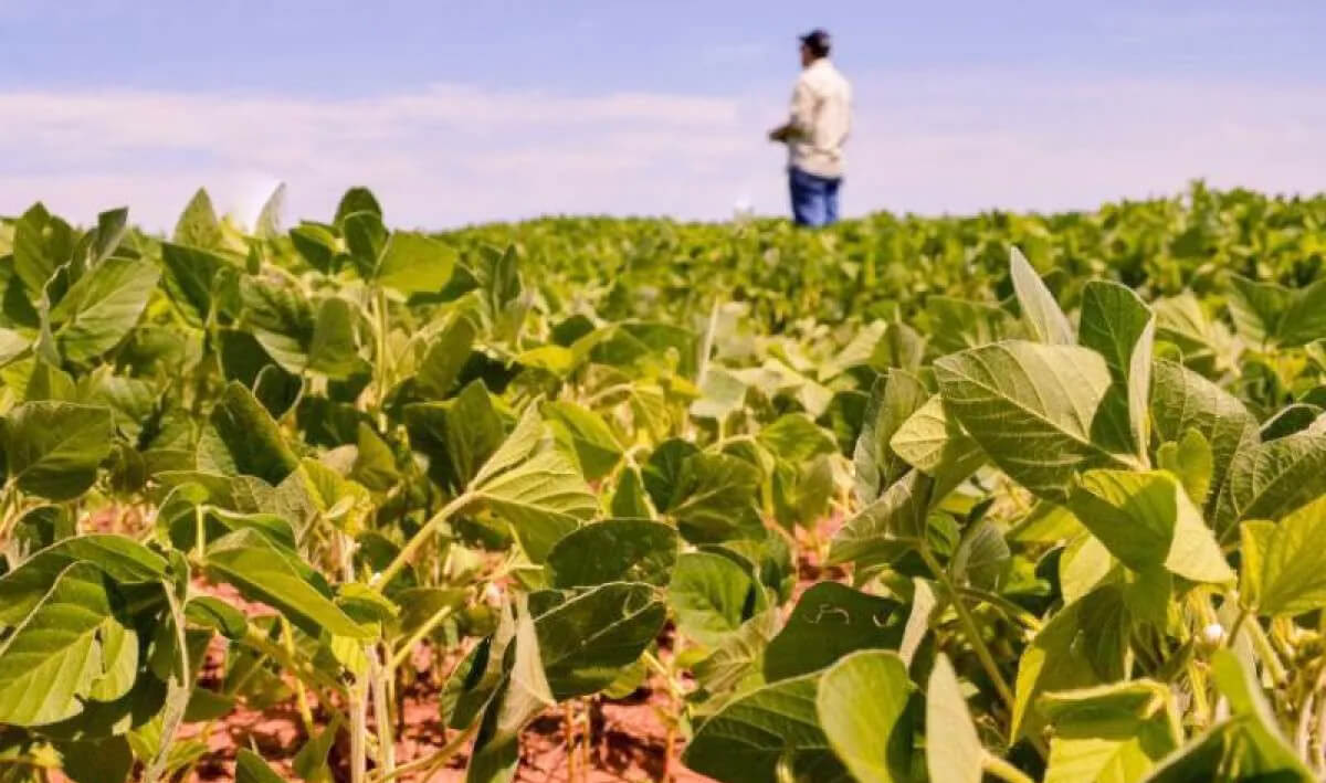 Capa Plano Safra 2025/26 traz crédito ampliado e juros maiores às cooperativas