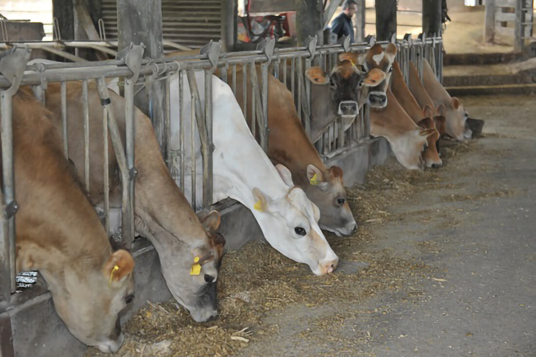Capa Produção de leite consolida 3ª posição nacional e impulsiona economia da agricultura familiar gaúcha