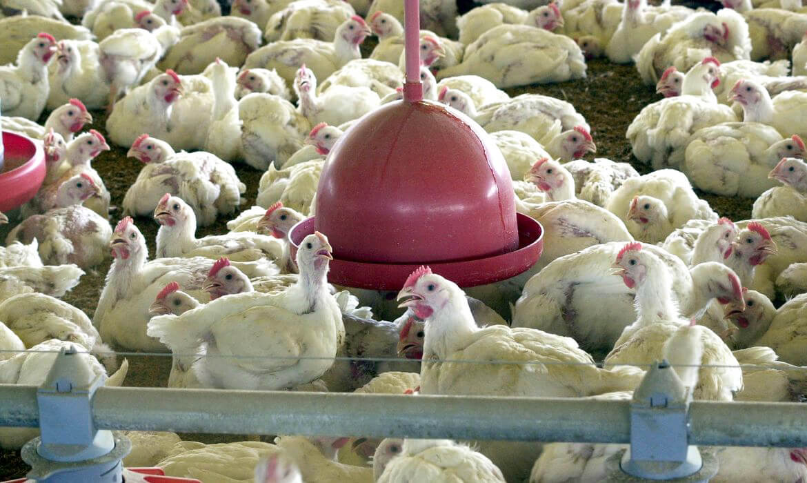 Capa Após doença de Newcastle no RS, governo suspende exportações de carne de frango