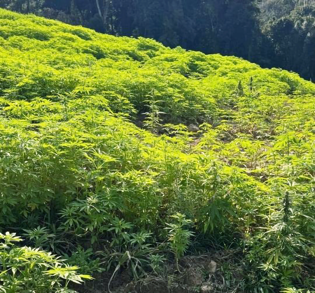 Capa Megaoperação da PM desmantela plantação de maconha com 138 mil pés em SC