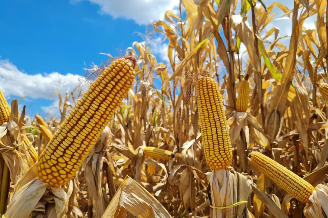 Capa Safra de verão no Rio Grande do Sul deve crescer 8,6%, segundo levantamento da Emater