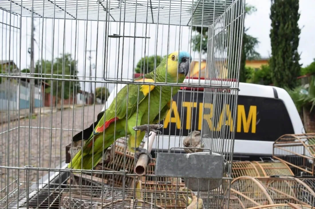 Capa Brigada Ambiental resgata 15 aves silvestres de cativeiro ilegal em Erechim