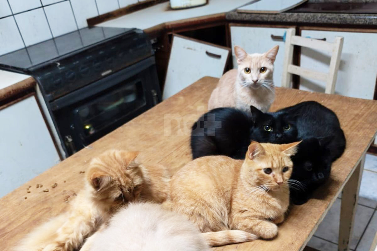 Capa Justiça determina retirada de mais de 100 gatos de imóvel em Concórdia por risco à saúde