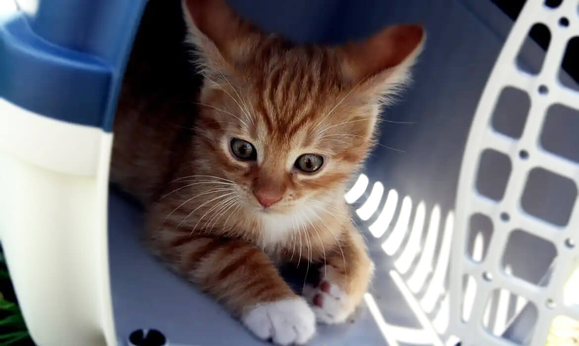 Capa Nova lei regulamenta guarda compartilhada de animais em casos de separação