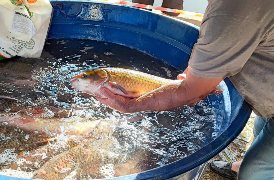 Capa Feira do Peixe Vivo acontece em Dois Irmãos das Missões