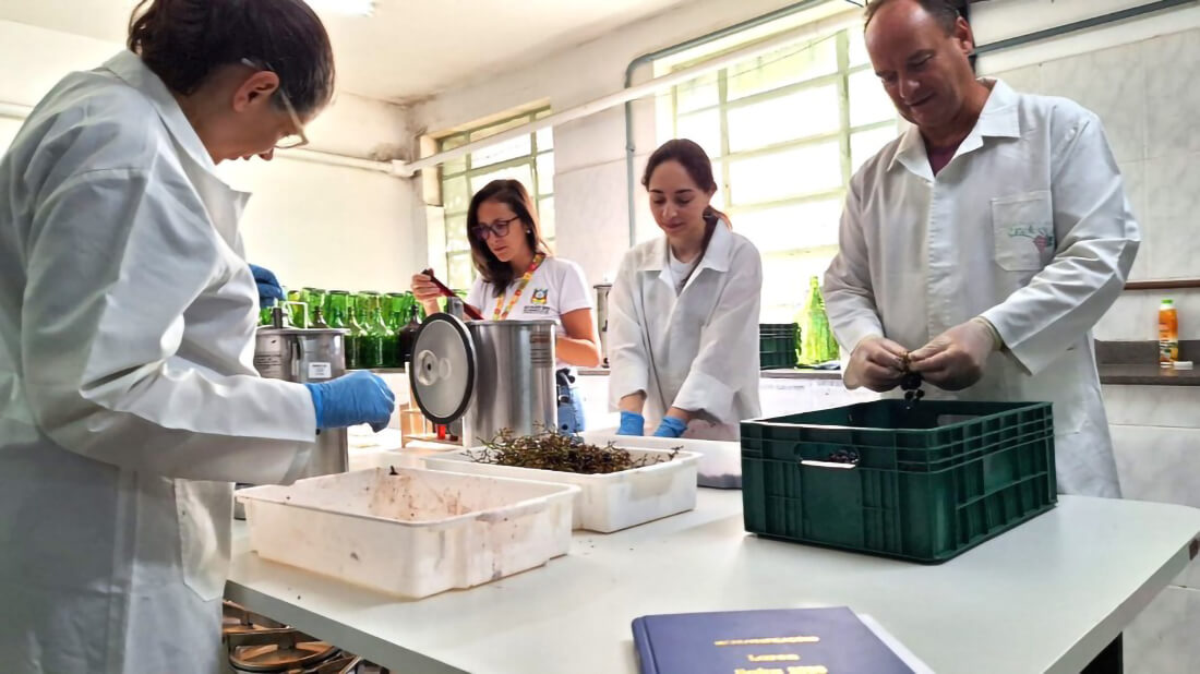 Capa Safra de vinhos 2026 começa a ser avaliada no laboratório de referência do Estado