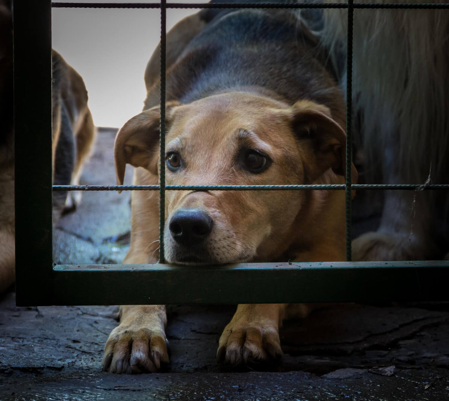 Capa Projeto que prevê multa de até R$ 10 mil para maus tratos a animais avança em SC