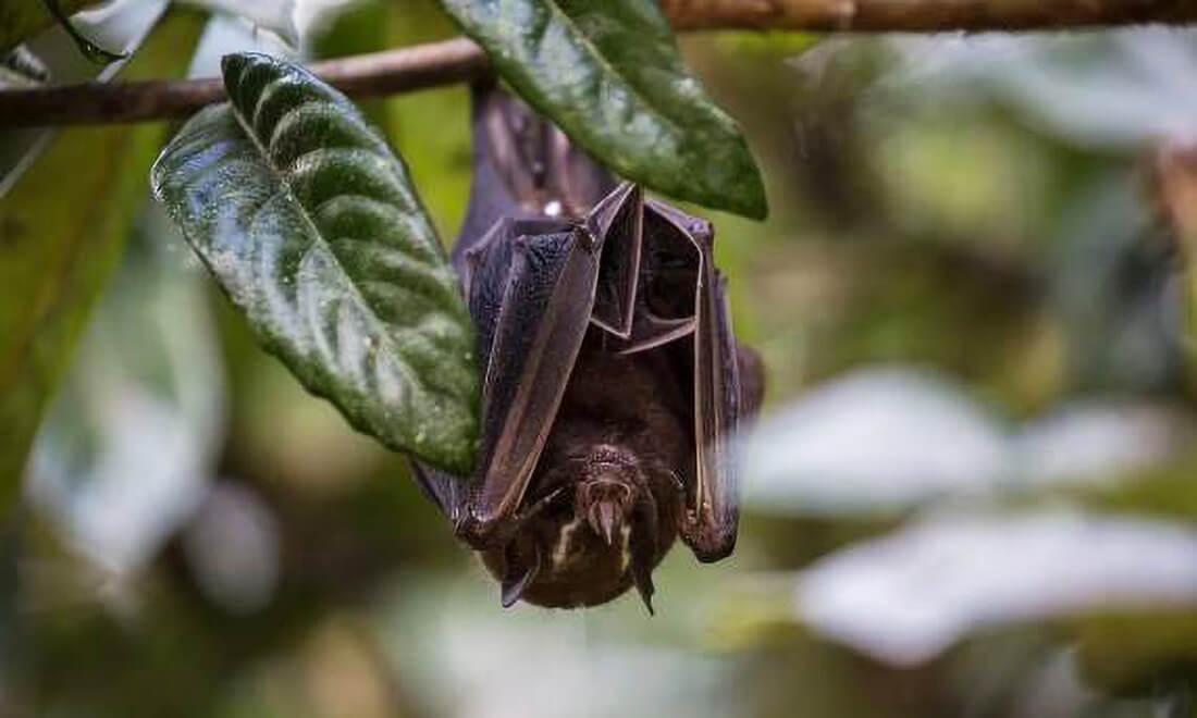 Capa Santa catarina tem 7º caso de raiva em animais em 2023