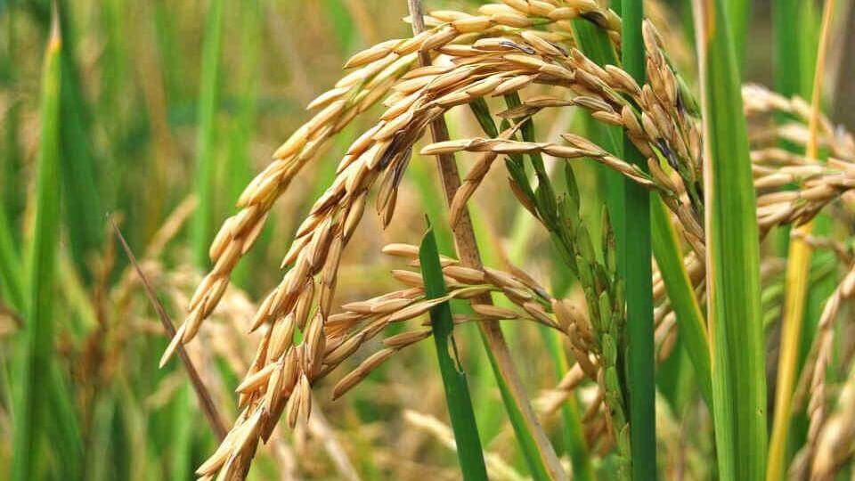 Capa IBGE diz que RS será responsável por 69,3% da produção nacional de arroz em 2024