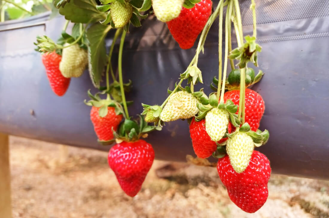 Capa Frutícolas no Rio Grande do Sul apresentam bom desenvolvimento