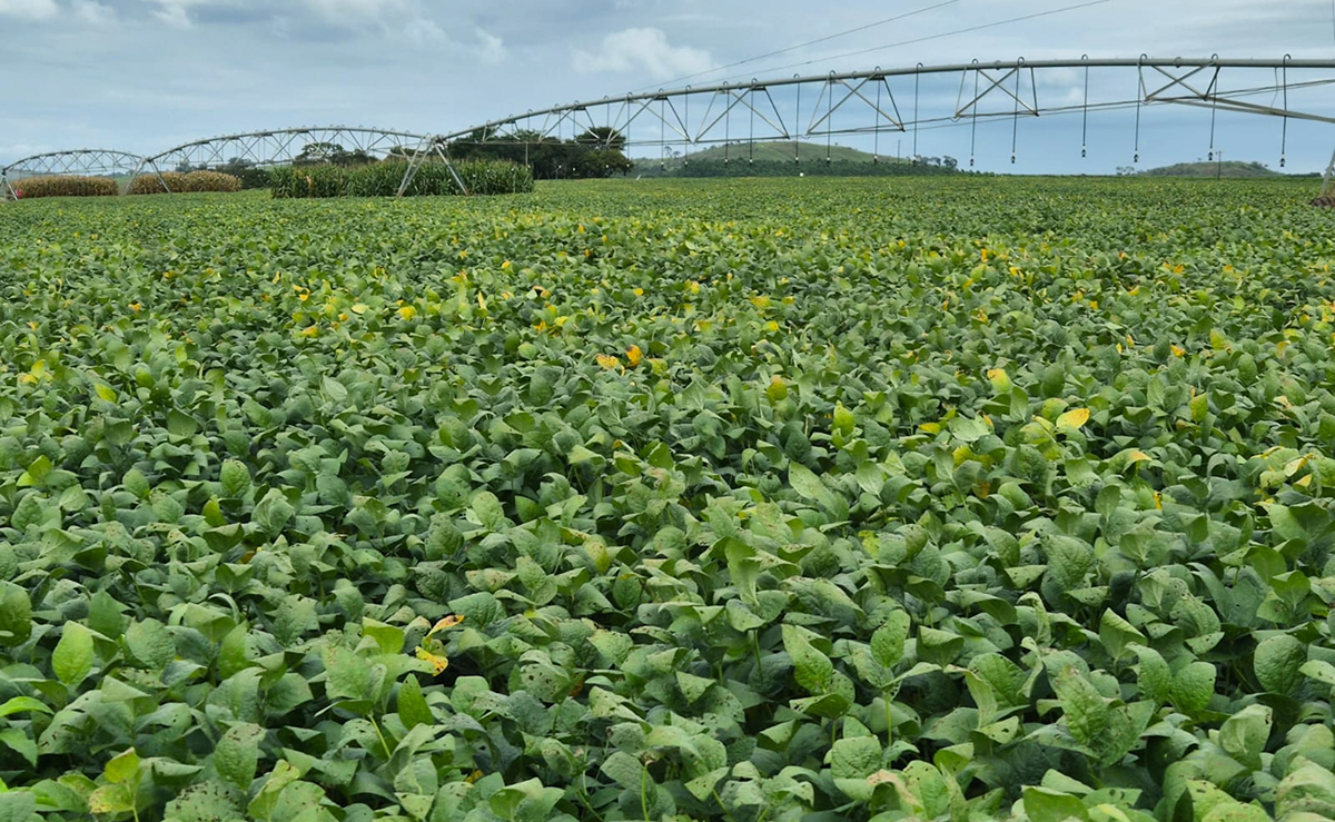 Capa Produtividade da soja deve recuar na safra 2026/2027 sob risco climático