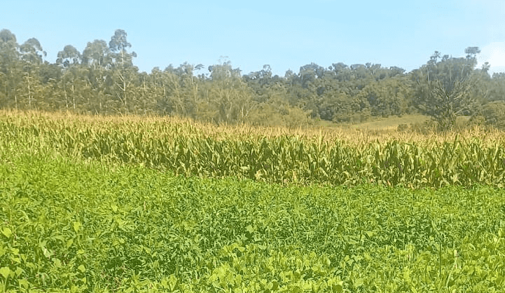 Capa Cotrifred participa de Dia de Campo da Emater em Pinheirinho do Vale