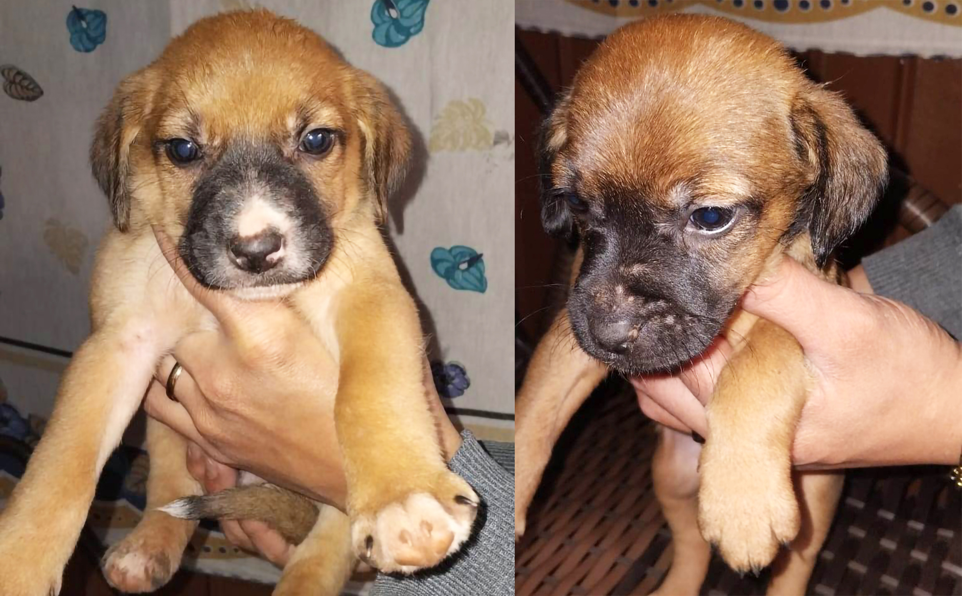 Capa Dois filhotes de cachorro resgatados de dentro de mochila em Três Passos buscam um lar