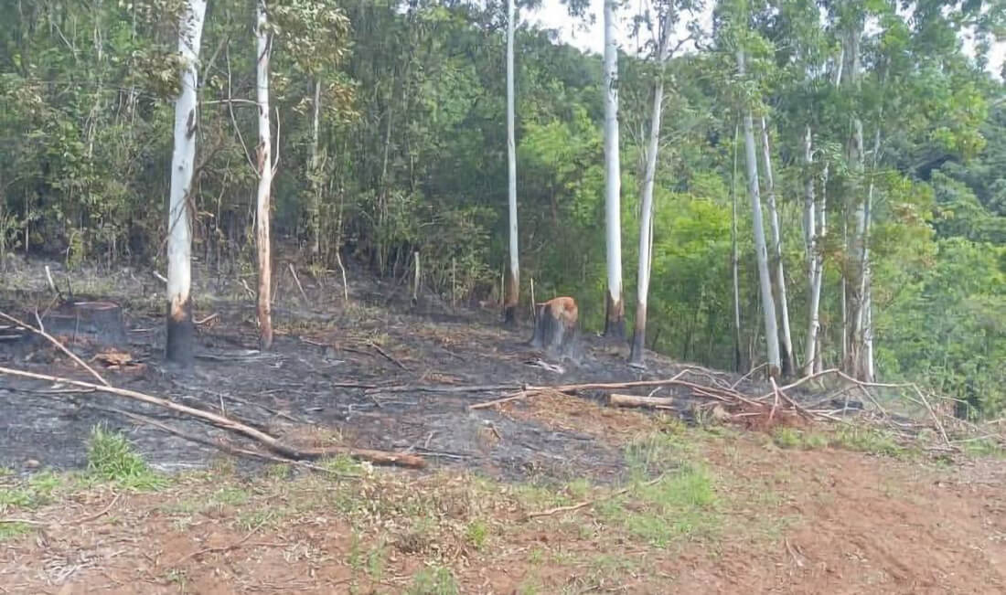 Capa Bombeiros Voluntários controlam incêndio em vegetação no interior de Tenente Portela