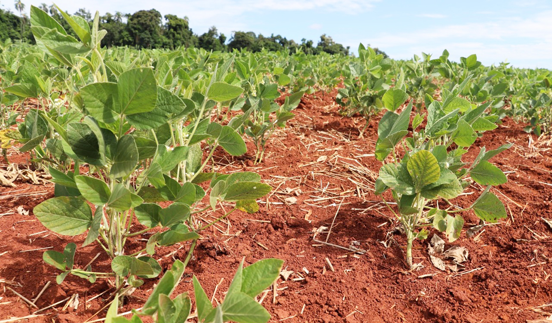 Capa Chuvas aliviam temporariamente o estresse hídrico nas lavouras de soja