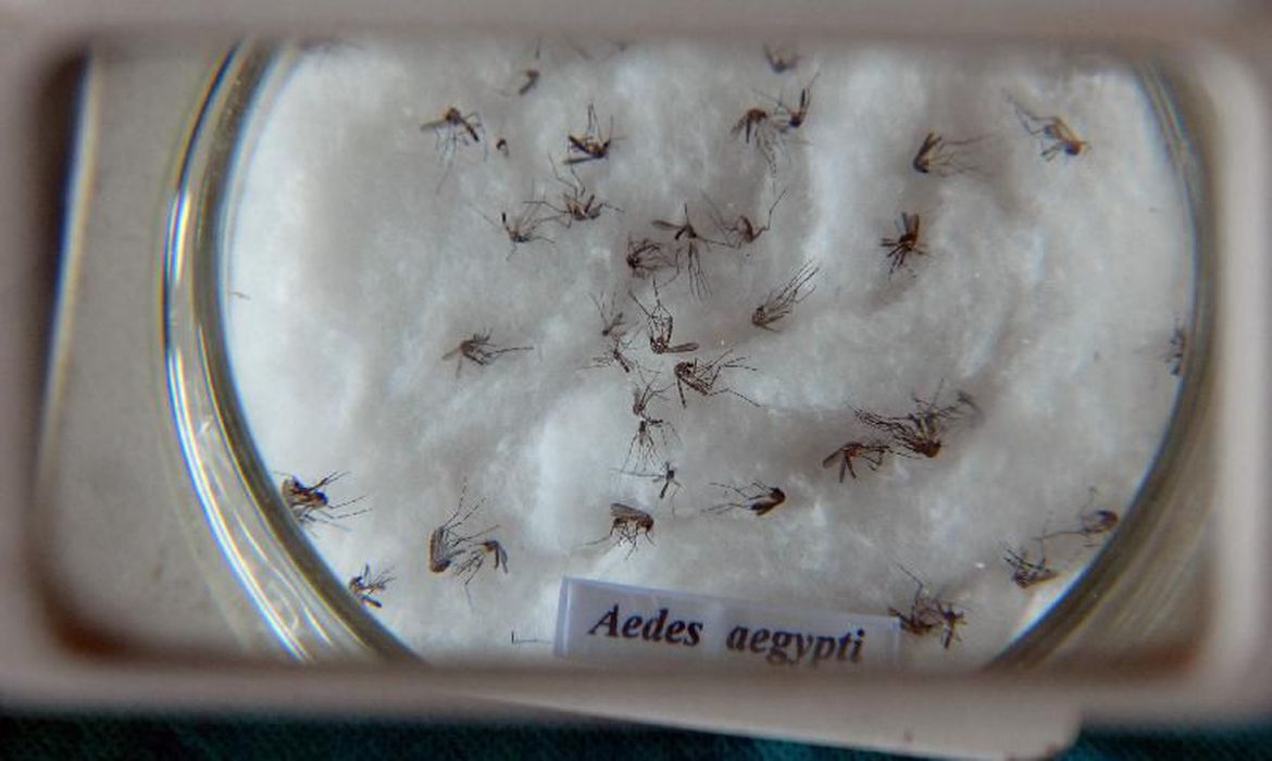 Capa Nova vacina contra a dengue chega ao Brasil na próxima semana