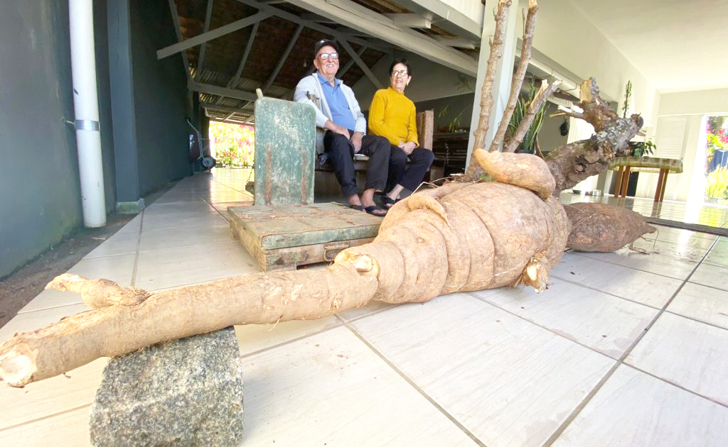 Capa Casal colhe mandioca gigante com mais de 100kg em SC