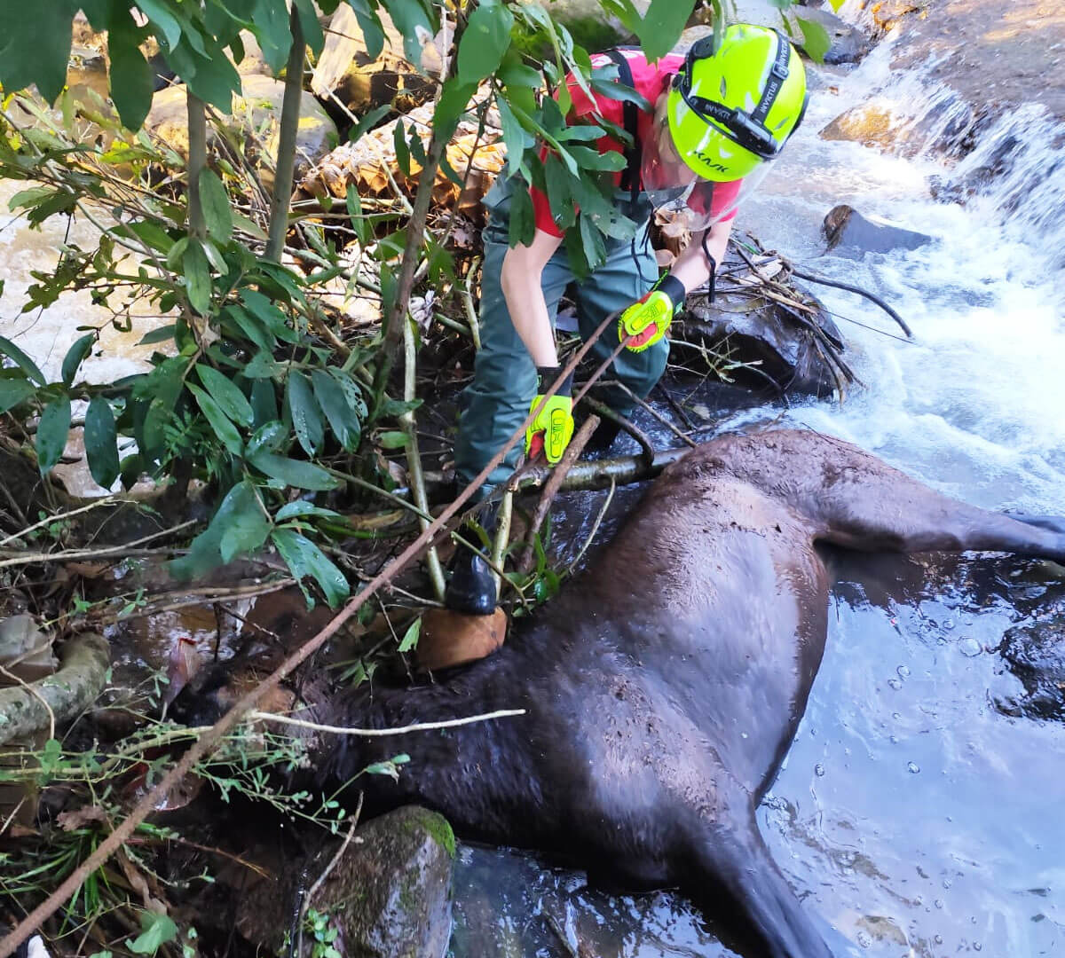Capa Cavalo é resgatado de riacho por bombeiros em Chapecó após horas exposto ao frio