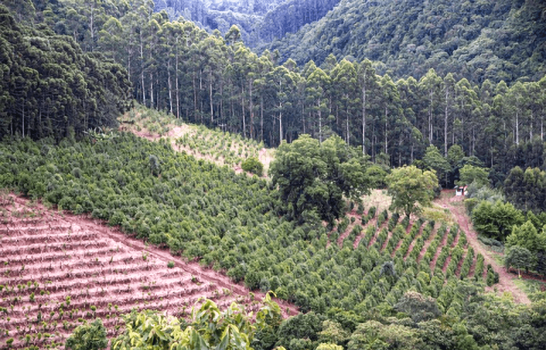 Capa Abertura da colheita da erva-mate será realizada em Palmeira das Missões