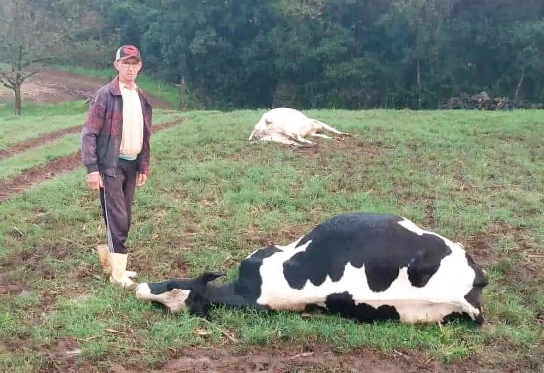 Capa Raio atinge e mata animais em Santo Cristo