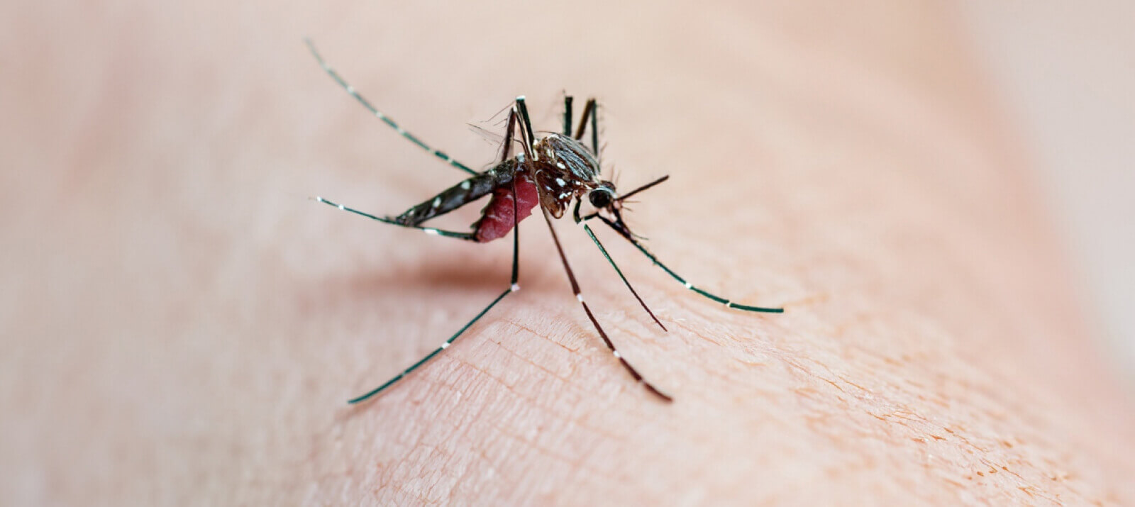 Capa Administração de Erval Seco decreta situação de emergência devido à dengue