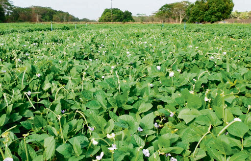 Capa Aumento da temperatura vai afetar a produção de feijão no Brasil