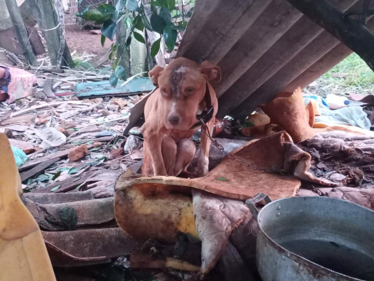 Capa Justiça decreta prisão preventiva de homem por maus-tratos a animais em Cruz Alta