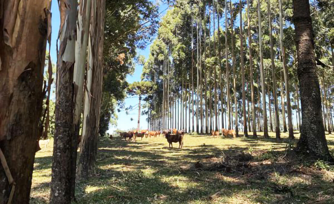 Capa Integração pecuária-floresta fortalece produção rural sustentável no RS