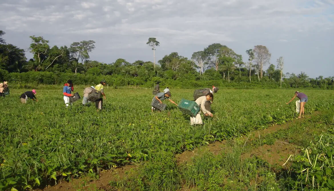 Capa Desenrola Rural vai renegociar dívidas da agricultura familiar