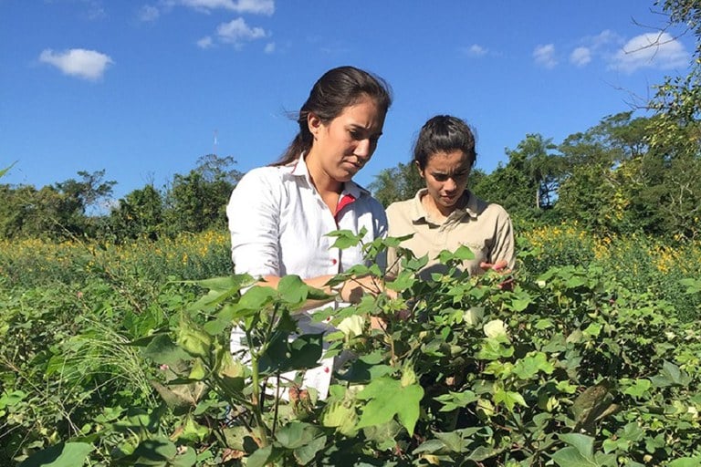 Capa Plano Safra da Agricultura Familiar: Conab conta com R$ 50 milhões para subvenção de produtos da sociobiodiversidade em 2023