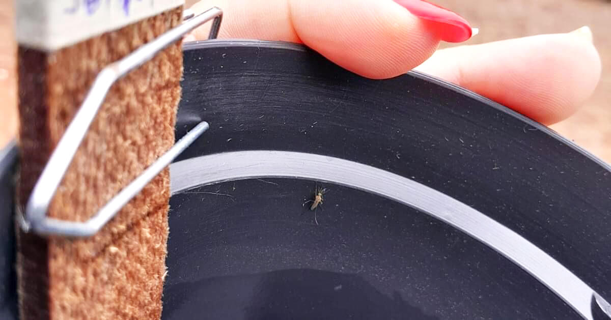 Capa Seberi inova no método de monitoramento de mosquitos da dengue