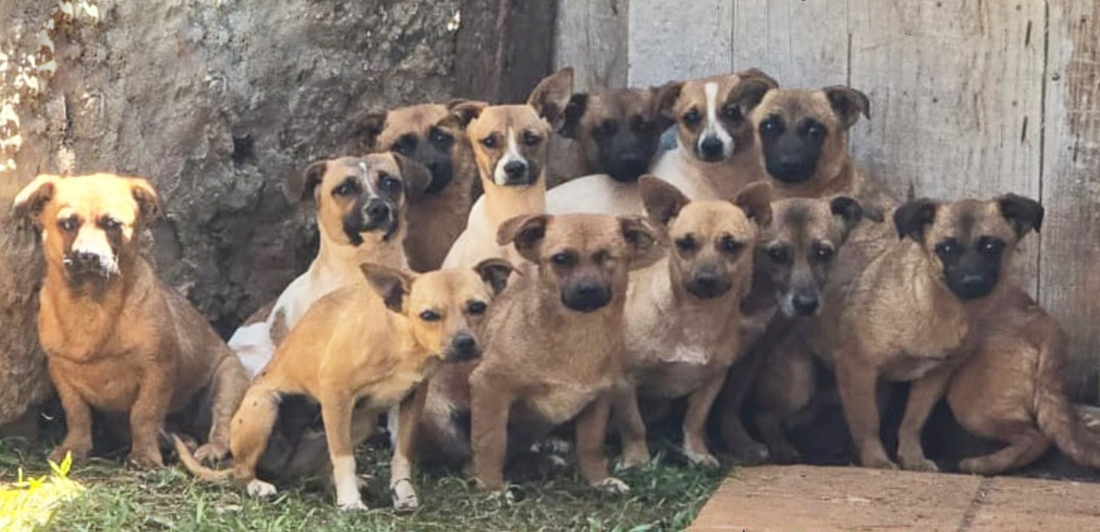 Capa 17 cães resgatados de maus-tratos em Três Passos ainda buscam um lar