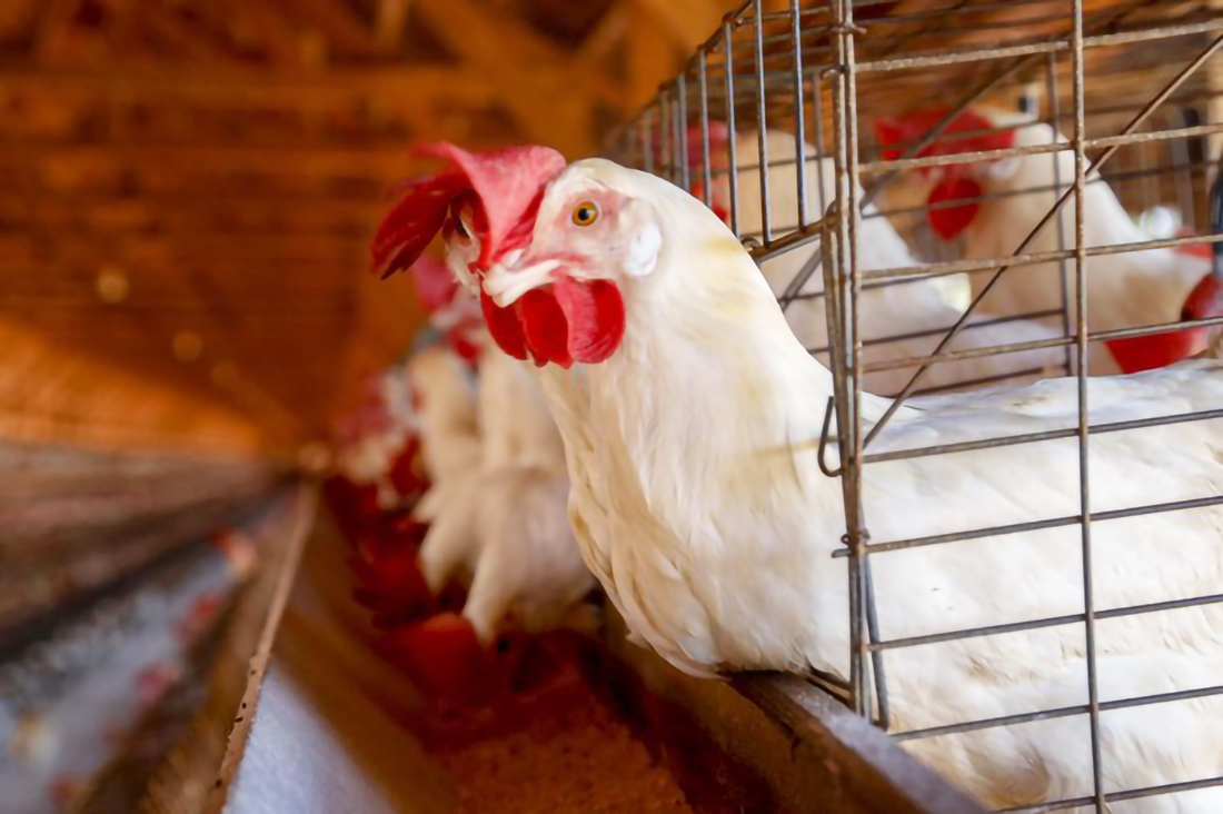Capa Foco de gripe aviária em granja do Rio Grande do Sul impõe desafios econômicos e comerciais
