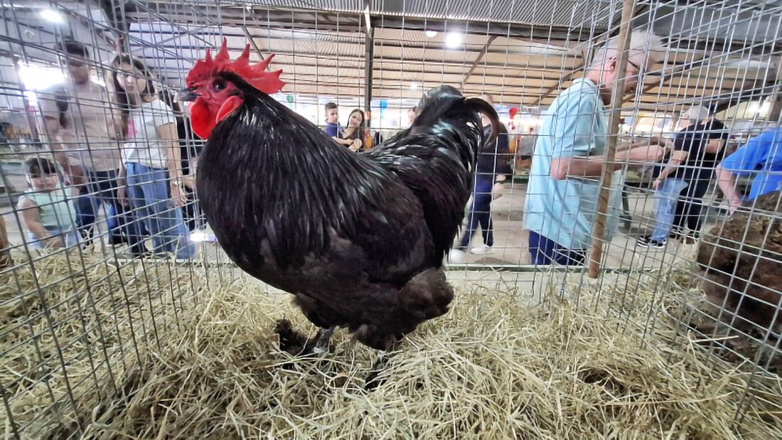 Capa Volta de aves à Expointer marca conquista sanitária no RS