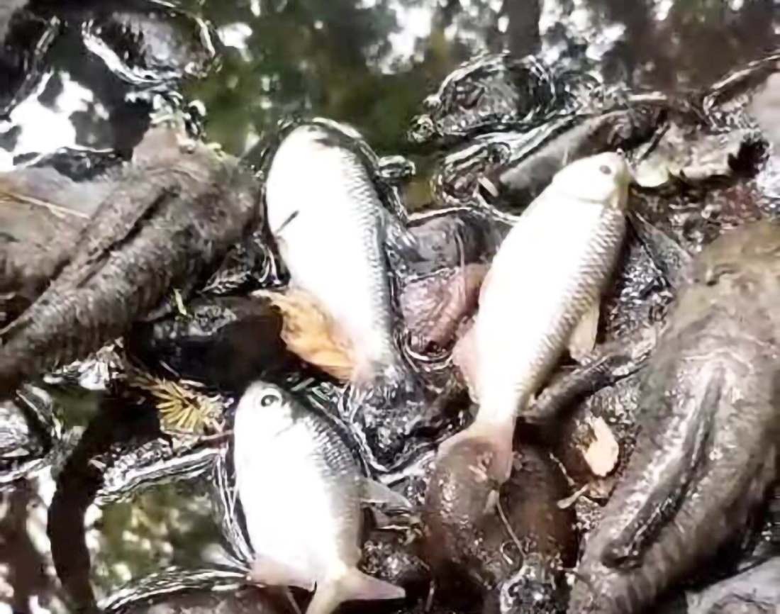 Capa Brigada Militar flagra mortandade de peixes em Nova Boa Vista