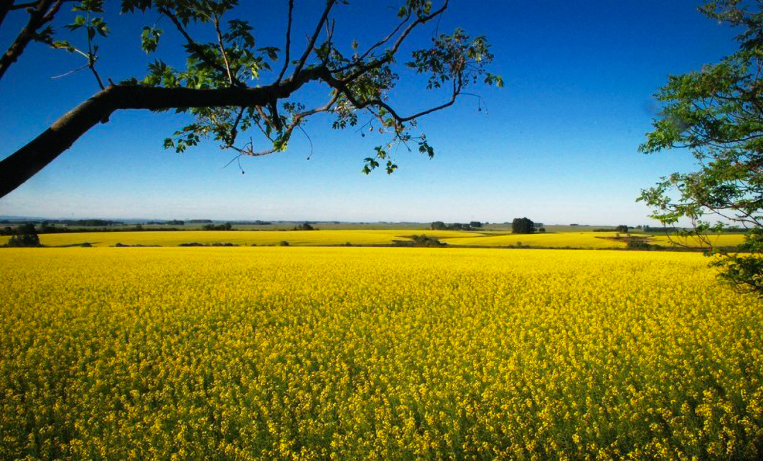 Capa Próximos dias serão mais secos e com variação da temperatura no Rio Grande do Sul