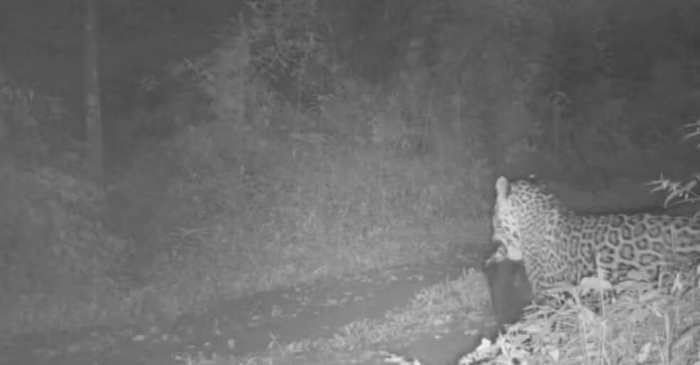 Capa Onça-pintada é flagrada caçando cão no Parque Estadual do Turvo