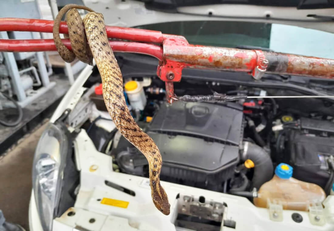 Capa Cobra é encontrada no motor de carro durante abastecimento em posto de Nova Prata