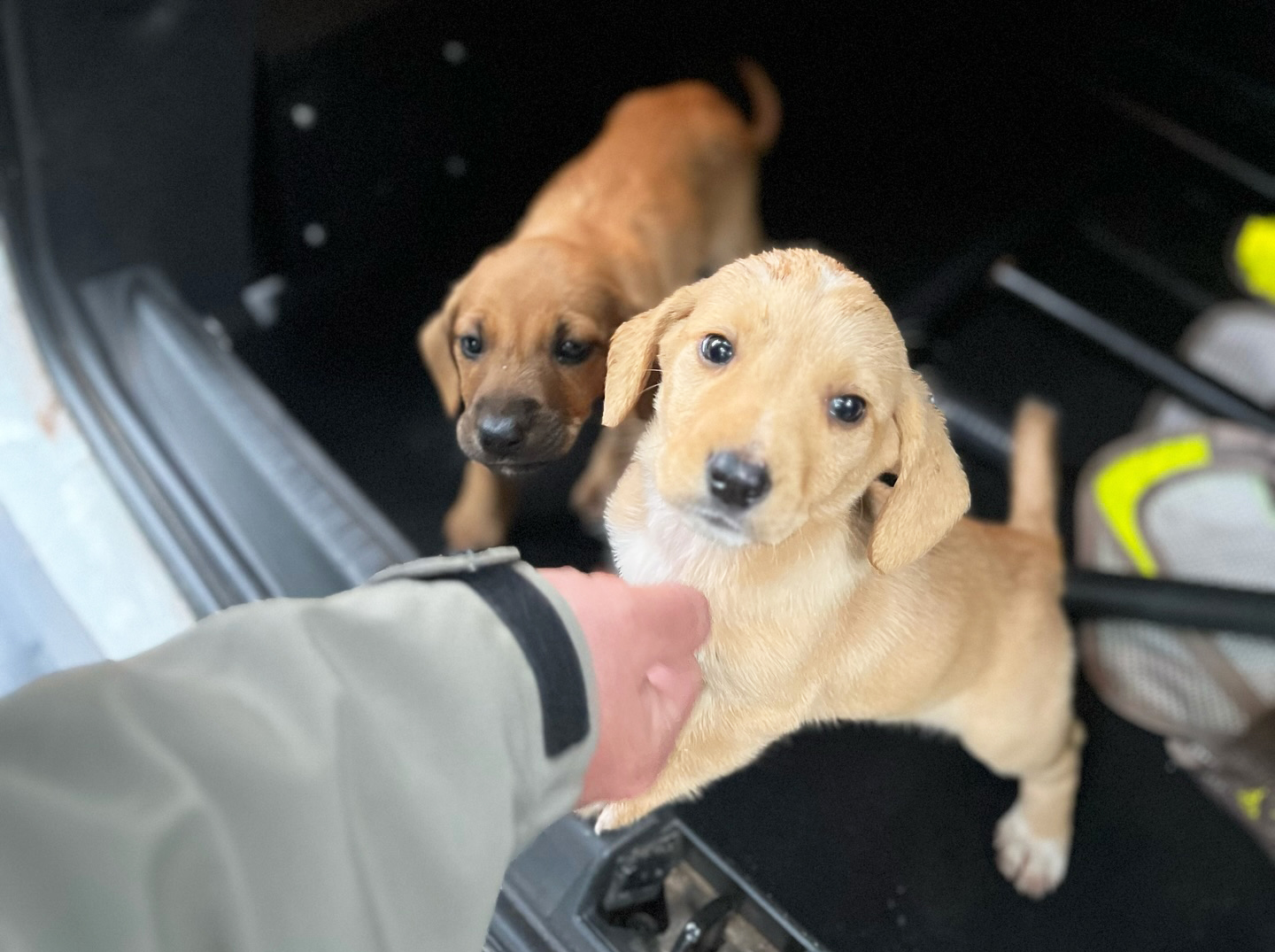 Capa Cãezinhos abandonados são resgatados pela Brigada Militar em Iraí
