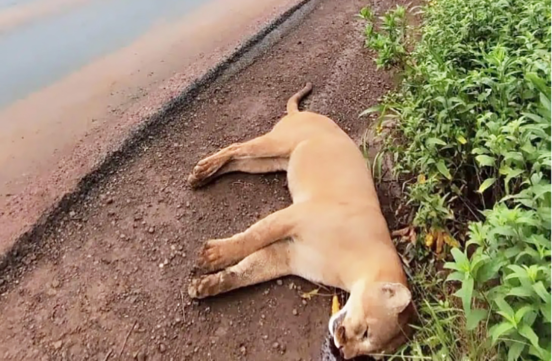 Capa Onça-parda é encontrada morta em rodovia entre Ijuí e Cruz Alta